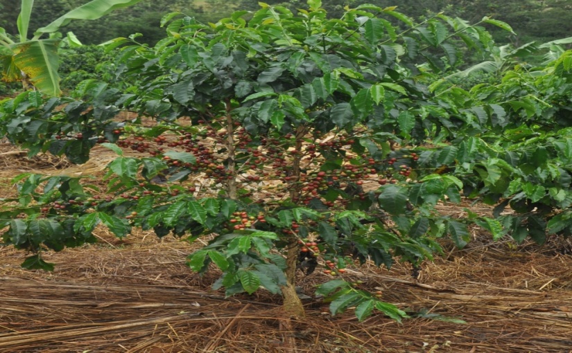The Original Rwanda Coffee